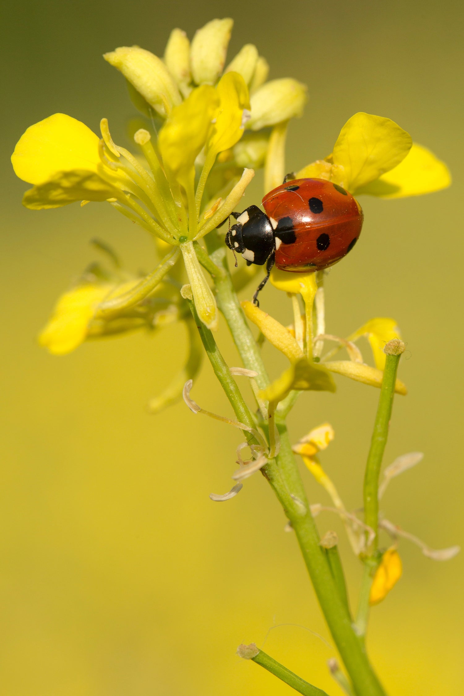 ladybug on plant