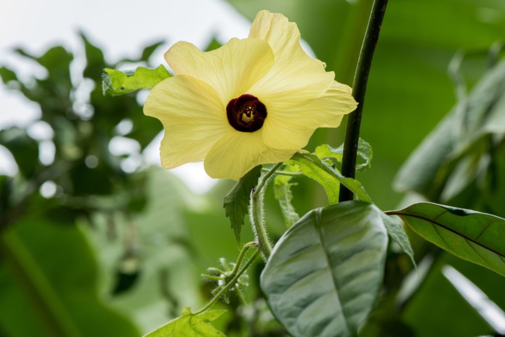 Ambrette Farm Fresh: Ambrette Seed & CLEAN RESERVE Radiant Nectar – CLEAN Beauty ...