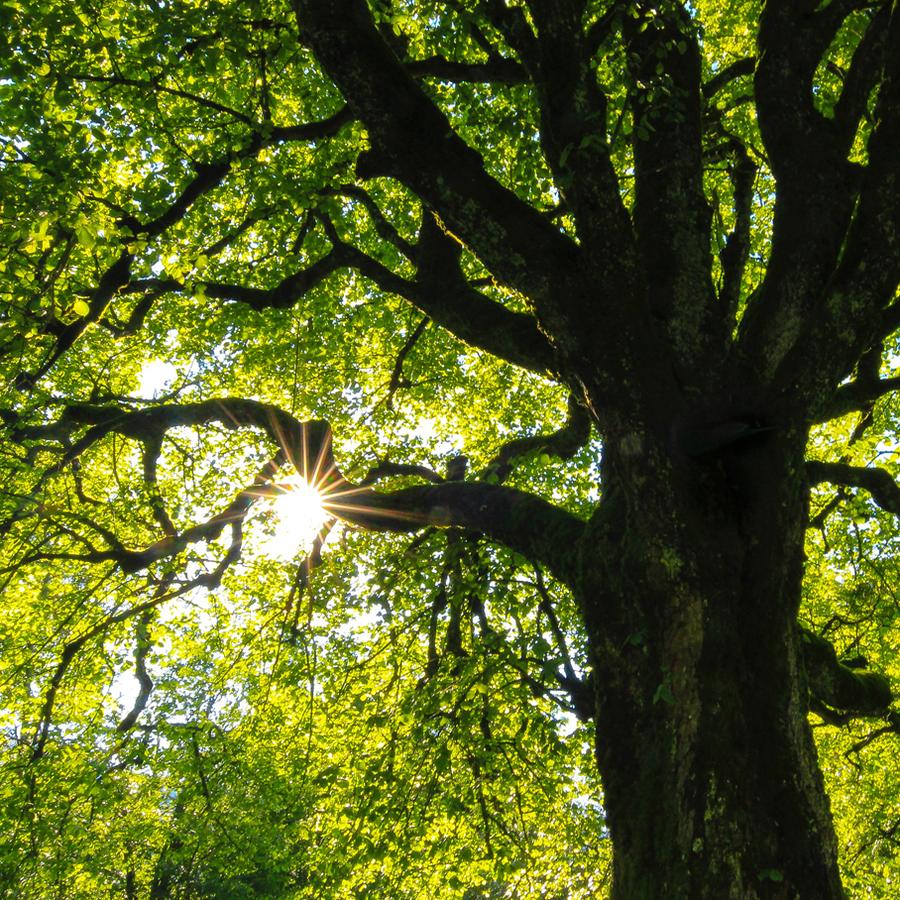 Farm Fresh: Copaiba Oil in Reserve Skin