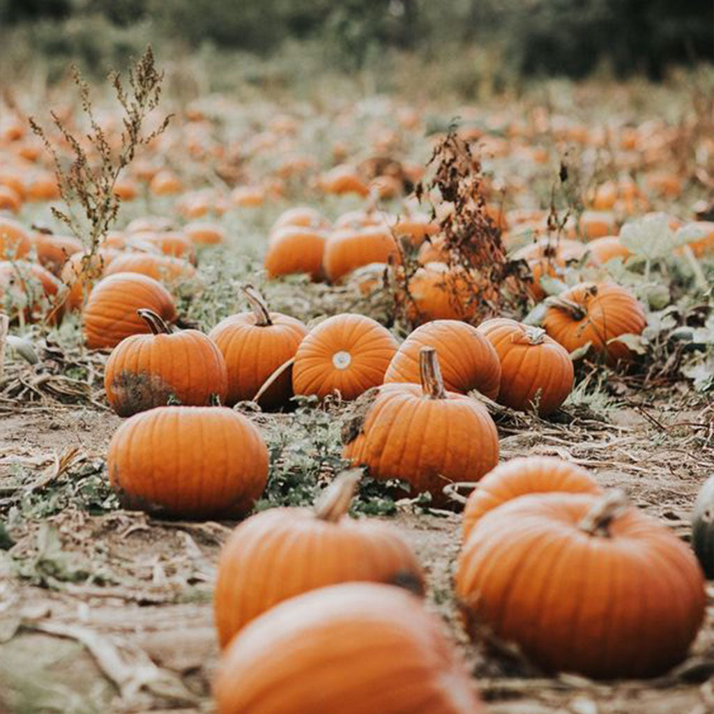 Green the Globe: Green Halloween