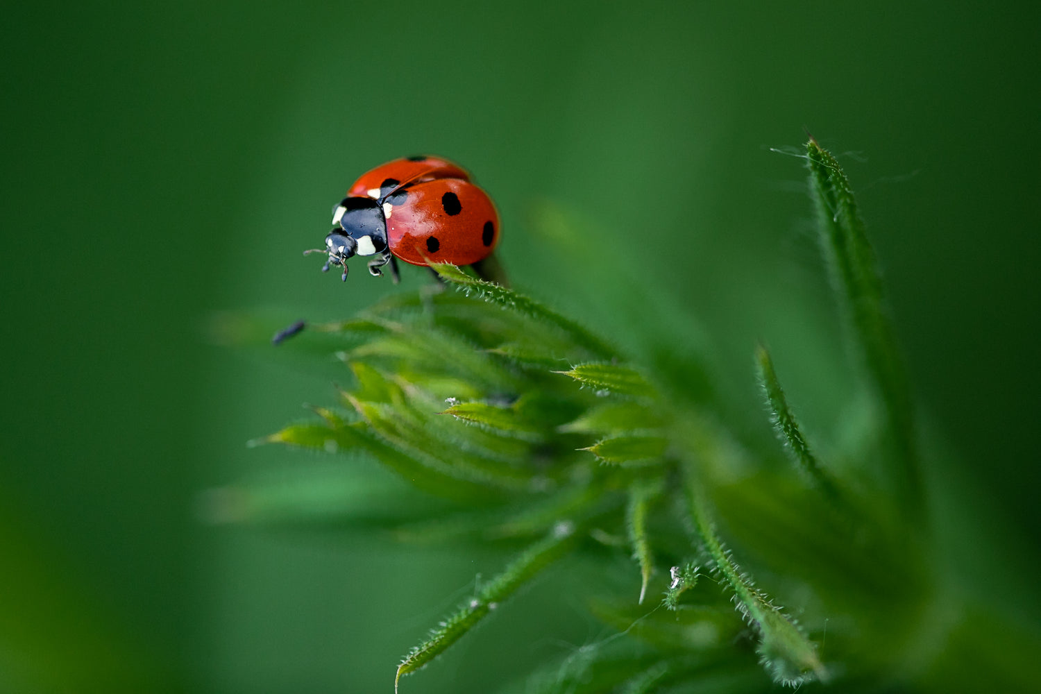 Green the Globe: How You Can Help the Lady Bug