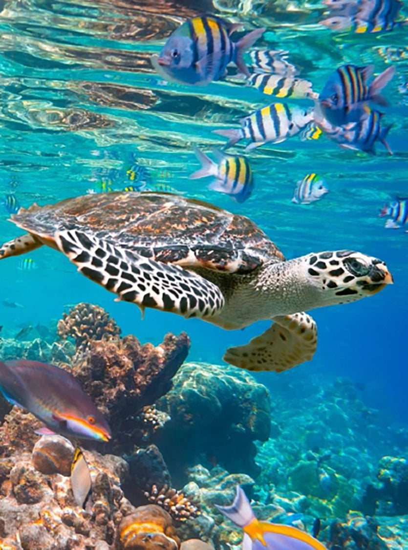 turtle underwater with fish
