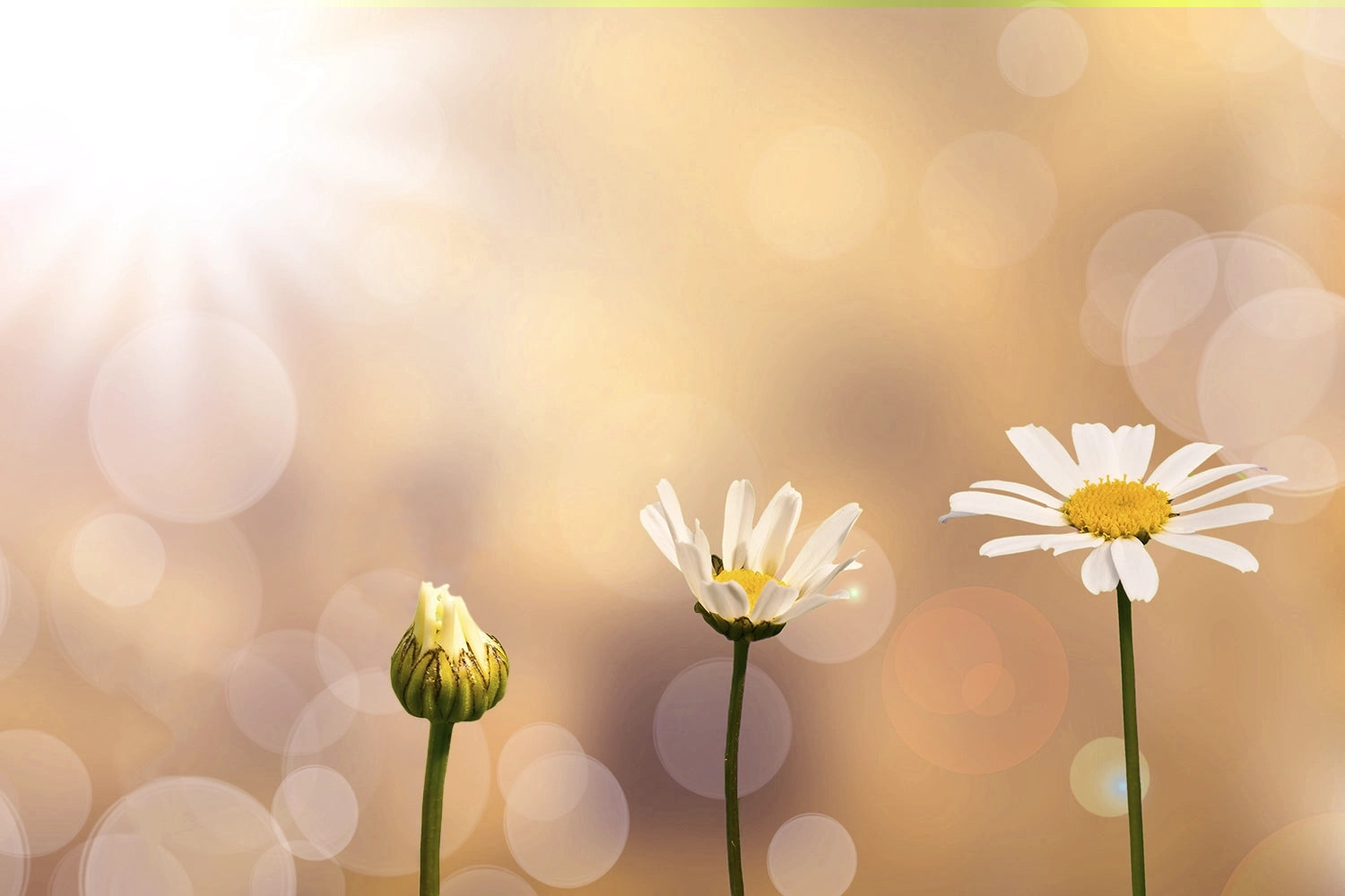 Flowers Blooming