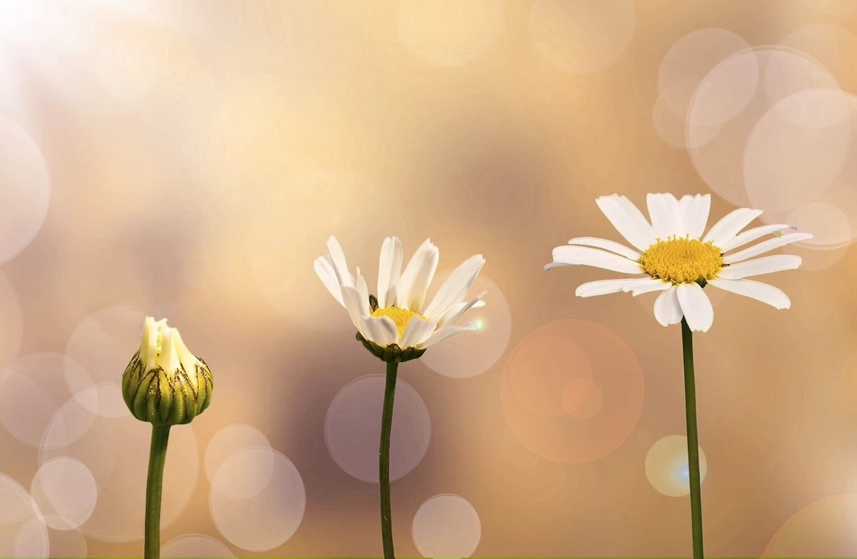 Flowers blooming